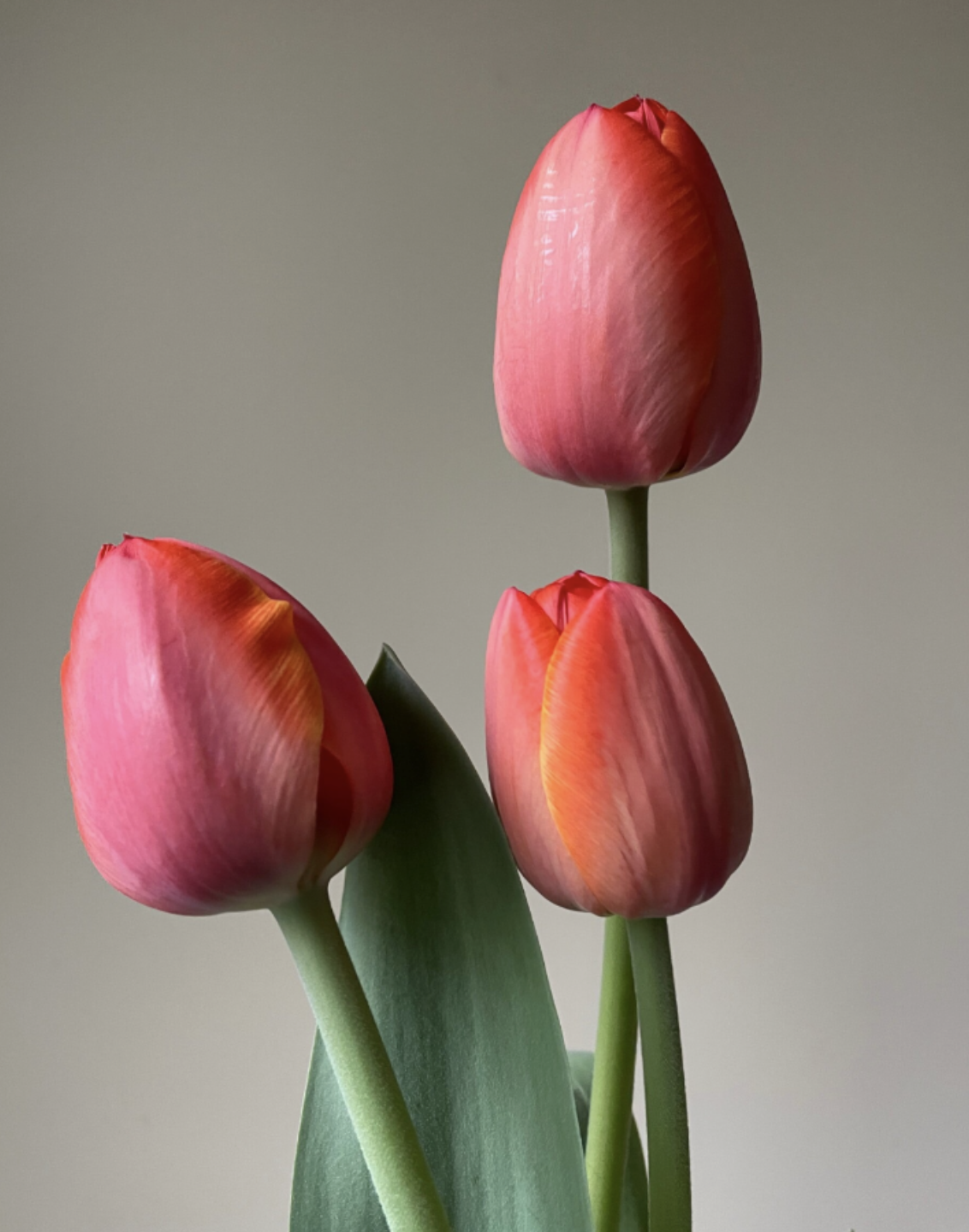 simple, Strong, & sturdy- my top 5 favorite single tulips for